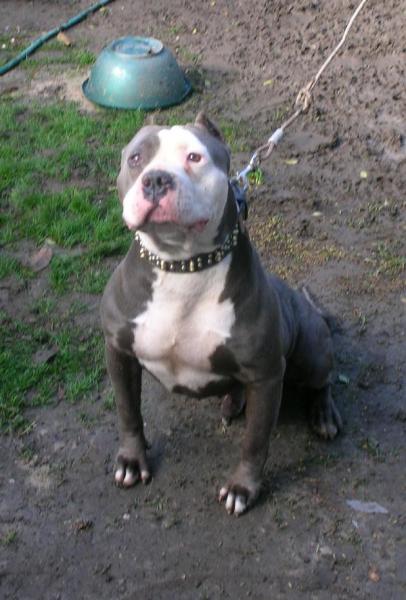 pitt bull